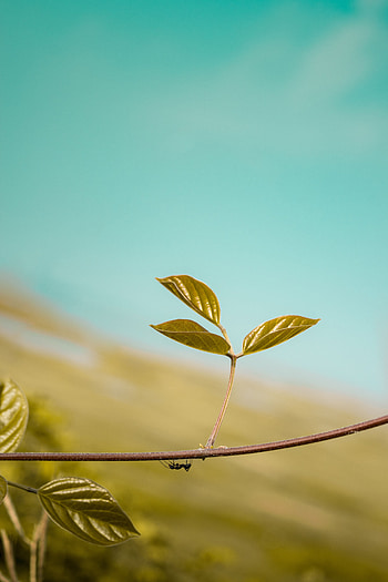 Plant, Macro, Sheet, Leaf, Ant HD phone wallpaper