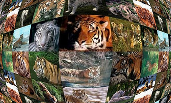 Missteecat's abstract cats, cats, white tiger, bangal tiger, tigers HD wallpaper