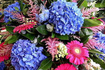 Flowers, Gerberas, Registration, Typography, Bouquet, Hydrangea, Dolphinium, Delphinium HD wallpaper