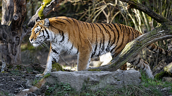 Animals, Predator, Big Cat, Sight, Opinion, Tiger, Profile HD wallpaper