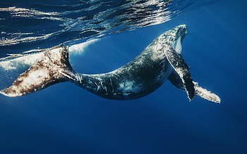 Ocean whale , Marine mammal, Ocean life, Whale graphy HD wallpaper