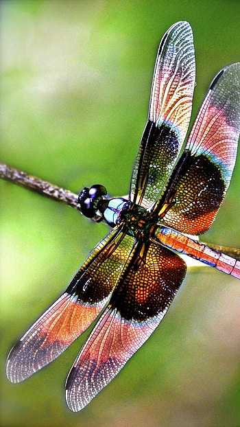 Dragonfly, Colorful Insect HD phone wallpaper
