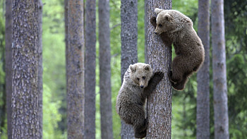 Animals, Bears, Wood, Forest, Young, Couple, Pair, Tree, Cubs, Climb HD wallpaper
