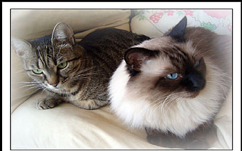 Tom et Teka, teka, cat, tom HD wallpaper