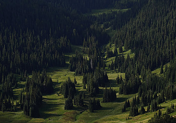 Nature, Trees, Grass, Forest, Fir, Spruce, Slope HD wallpaper