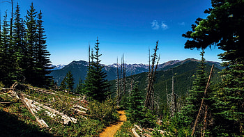 Walking through an old fire scar in the backcountry of Olympic National Park, path, washington, trees, sky, mountains, forest, usa HD wallpaper