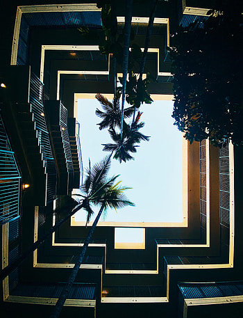 Cities, Sky, Building, Palm, Bottom View HD phone wallpaper