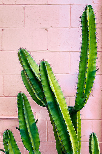 Flowers, Wall, Barbed, Spiny, Cactus, Succulent HD phone wallpaper