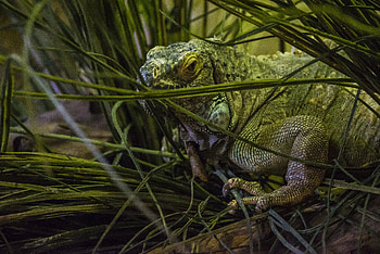 Animals, Grass, Animal, Chameleon HD wallpaper