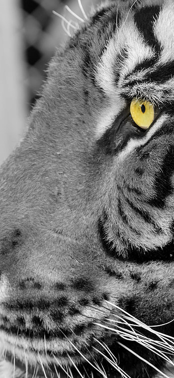 Animal, tiger HD phone wallpaper
