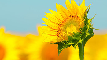 Sunflower beauty, Stunning , Nature's splendor, Captivating ry HD wallpaper