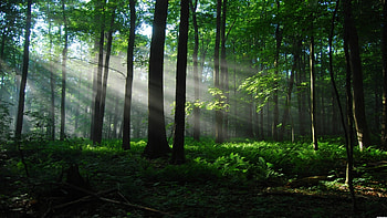 Sunlight, Rainforests HD wallpaper