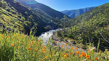 Poppies along the south fork, Merced River, Yosemite, California, blossoms, landscape, trees, flowers, spring, mountains, forest, usa HD wallpaper