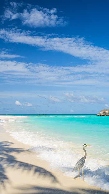 Maldives beach, , Tropical escape HD phone wallpaper