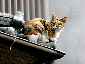 Animals, Sit, Cat, Spotted, Spotty, Roof HD wallpaper