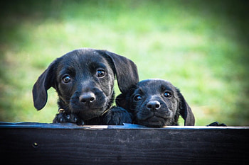 Dogs, dog, sweet, animal, cute, beautiful, puppys, puppy, pretty, animals, lovely HD wallpaper