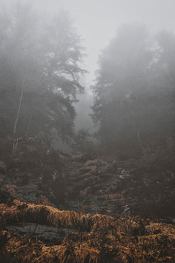 Tranquil misty forest in autumn, featuring fog over trees and rocky path. HD phone wallpaper