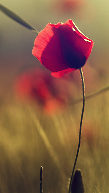 Poppy flower, Blurred background, Petals in focus, Floral beauty HD phone wallpaper