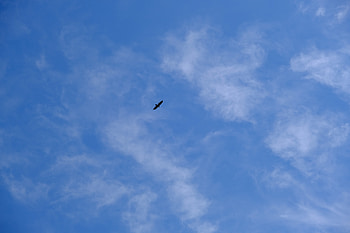 Animals, Sky, Bird, Wings, Bottom View HD wallpaper