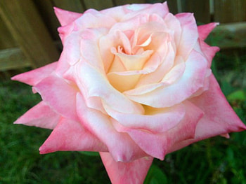 Lovely Rose, rose, pink, white, nature, flowers HD wallpaper