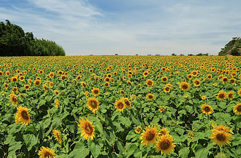 Flowers, Trees, Sunflowers, Sky, Summer, Field, Lot HD wallpaper