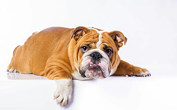Bulldog, French breed, , Stunning visuals HD wallpaper