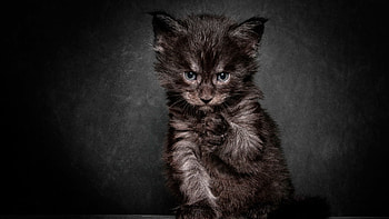 :D, pisici, cute, funny, cat, angry, maine coon, paw, kitten, black, brown HD wallpaper