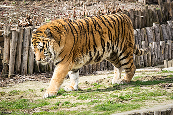 Wild Tiger In Zoo , tiger, zoo, animals HD wallpaper