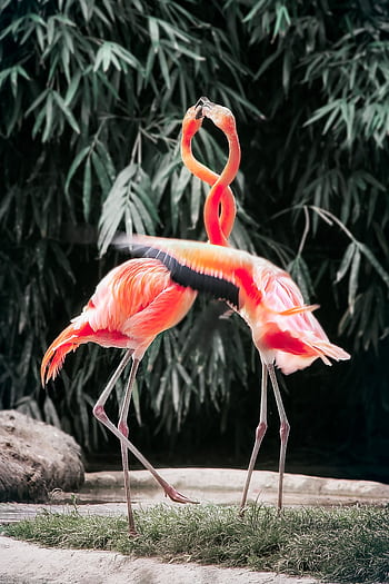 Two flamingos engage in a vibrant courtship ritual amidst lush greenery, showcasing their vivid feathers. HD phone wallpaper