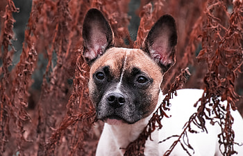 Stare, pet animal, dog, outdoor HD wallpaper