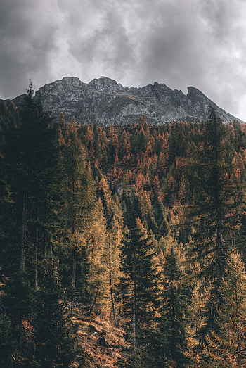 Nature, Trees, View From Above, Mountain, Vertex, Top, Tops HD phone wallpaper