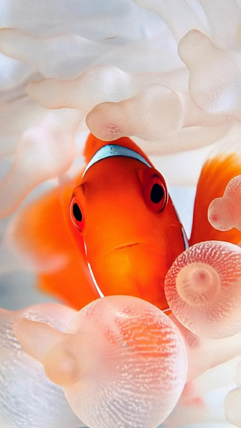 Clown Fish, Delicate sea creatures, Oceanic biodiversity, Underwater marvels HD phone wallpaper