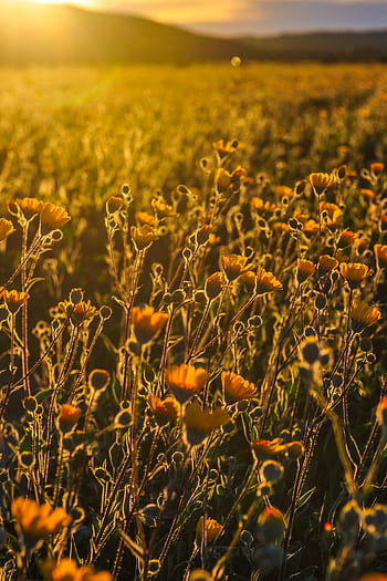A stunning view of golden wildflowers basking in sunrise light in a scenic countryside field. HD phone wallpaper