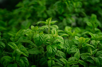 Greek organic mint, Sustainable farming, Pesticide-, Fresh aroma HD wallpaper