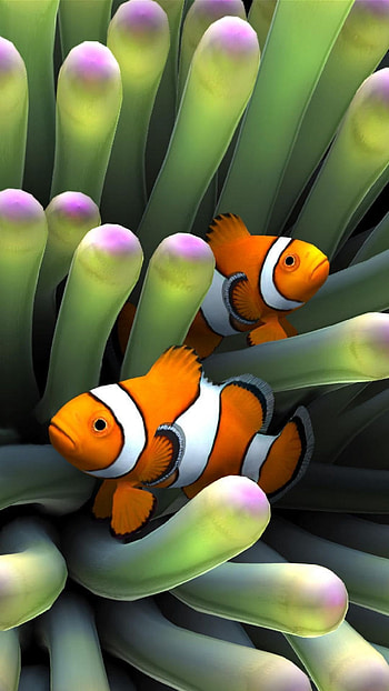 Clown Fish, Oceanic , Underwater graphy, Wildlife exploration HD phone wallpaper