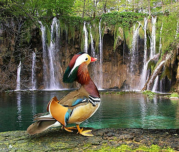 Duck, falls, ducks, forests, animals HD wallpaper