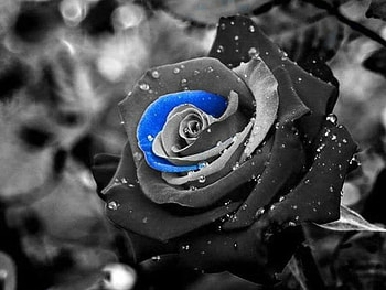 BLUE PETAL, PRETTY, , BLUE, PETAL HD wallpaper