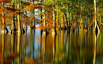 Tree, , Scenic, Lake, Reflection HD wallpaper