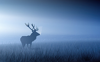 Red Stag In Morning Fog, reindeer, artist, artwork, digital-art, deviantart HD wallpaper
