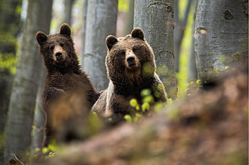 Bear, animal, family, cub HD wallpaper