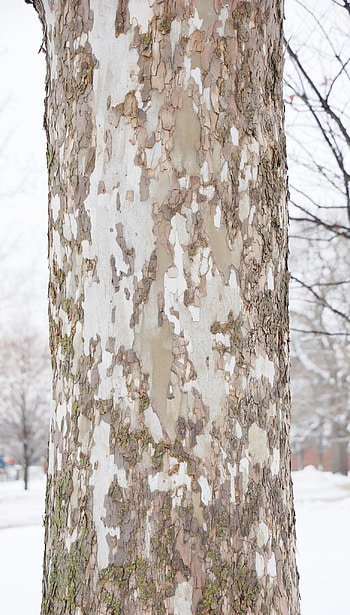 Peeling Sycamore Tree Bark, Purdue Landscape Report HD phone wallpaper