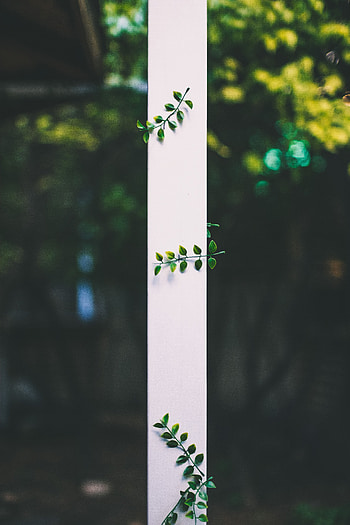 Nature, Leaves, Plant, Blur, Smooth, Band, Stripe HD phone wallpaper
