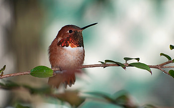 Animals, Bird, Beak, Branch HD wallpaper