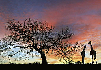 African Beauties, africa, giraffe, nature, sunset HD wallpaper