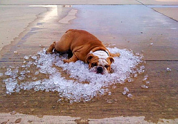Sure is hot, dog, lying down, brown and white, ice chips, english bull HD wallpaper