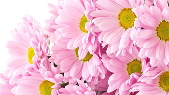 Pink chrysanthemums, , Background , Striking beauty HD wallpaper