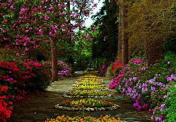 Mattie Bryant's garden, Stunning , Nature's beauty, delight HD wallpaper