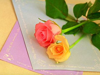 for you kent one happy holidays to you, gorgeous, beautiful, roses, lovely HD wallpaper