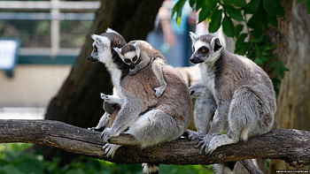 Family, Lemurs HD wallpaper