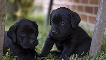 Animals, Grass, Couple, Pair, Toddlers, Kids, Puppies, Labradors HD wallpaper